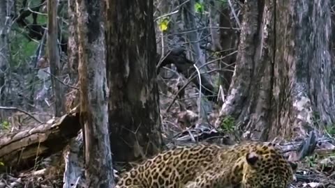 Cheetah making love ❤️
