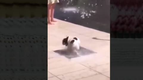 Dog Surprised as The Fountain Blew