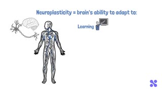 Understanding your Brain's Neuroplasticity