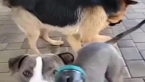 Funny dog videos 🤣. animals lovers