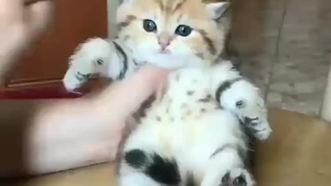 Cutest kitten funny video, cute kitten