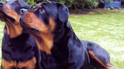 Top 10most banned dog breed in the world