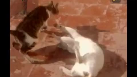 cat wrestling