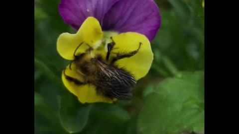 How a Bumble bee gets nectar.