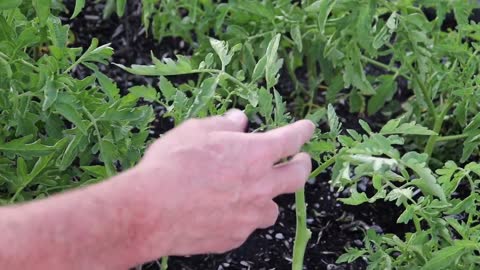 Prune Tomatoes and Root Vines to Plant