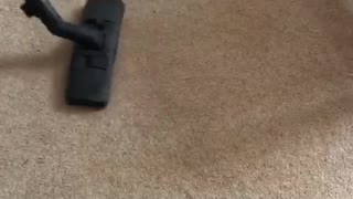 Dachshund Defends His Owners From Vacuum Monster