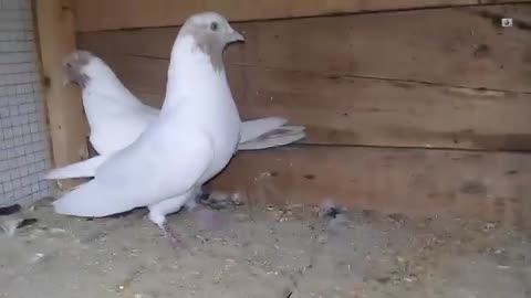 Fancy pigeons