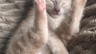 Kitty Finds Weird Way to Stay Comfortable