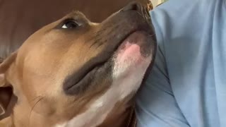 Pit Bull sticks out her tongue every time her owner does