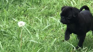 Courageous Pug Pup Tackles a Dandelion