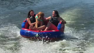 Golden Retriever Goes for a Ride on the River