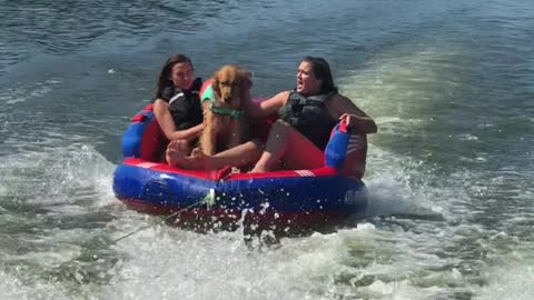 Golden Retriever Goes for a Ride on the River