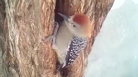 Pájaro Carpintero en Árbol