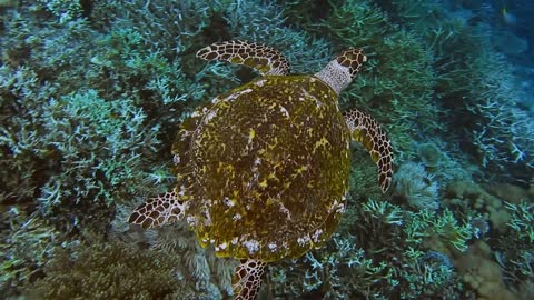 Hawksbill sea turtle swimming over hard and soft coral reef in the Raja Ampat Kri island,