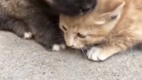 Baby dog and baby cat cute