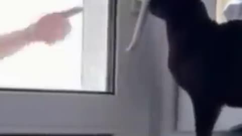 Miracle Cat Saves the Day: Opens Door for Owner Locked on Balcony!