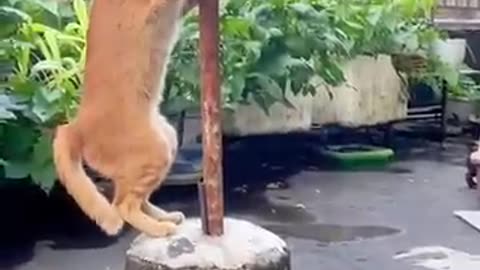 Meow-larious_Moments_#funnycats_#shortsviral(360p)