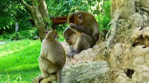 monkey mating