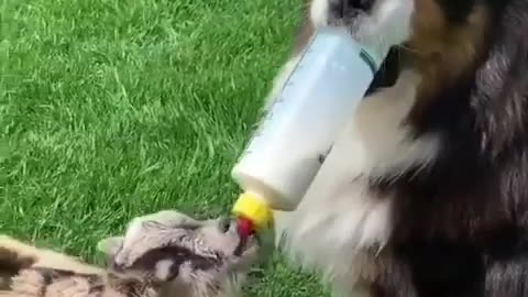 Dog feeding baby goat is the best thing you'll see today!
