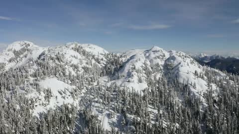 Forest on a mountain in winter