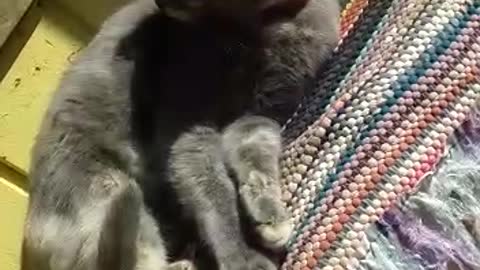 CATS - Beautiful and cute kitten playing /