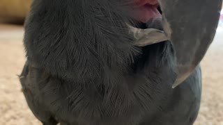 Close up and face to face with a rare black palm cockatoo