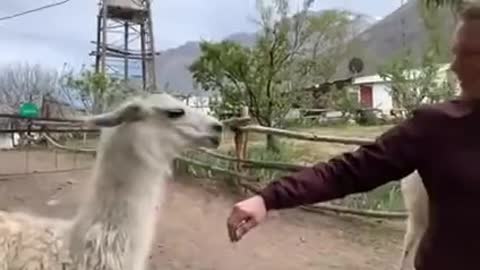 Llamas Don't Like Getting Petted!
