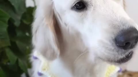 asmr cute dog eating videos