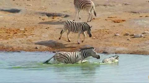 The zebra tries to kill the young foal while the mother resists it.