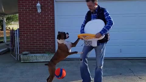 Boxer Loves to Play Basketball