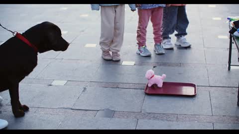 Dark chocolate labrador retriever looking toy dog on city street