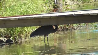 389 Toussaint Wildlife - Oak Harbor Ohio - Great Blue Hides From Chopper Under My Dock