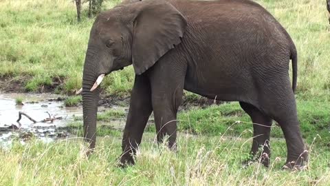 Elephant Animal Nice Intelligent