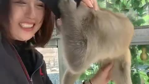 Funny monkey clip videos