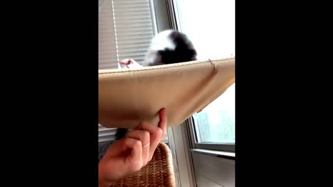 cat falling down funny video