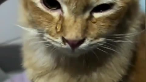 Orange Cat cries because of sliced ​​red onions