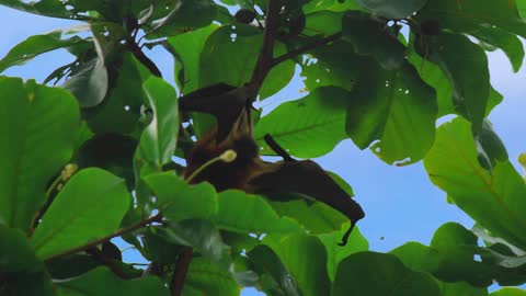 Close up. Large flying fox hangs out of a branch. Huge Bat from Mauritius. Green background