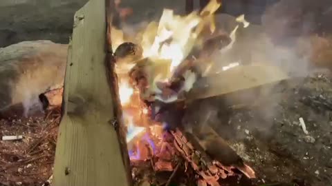 campfire, a burning tree