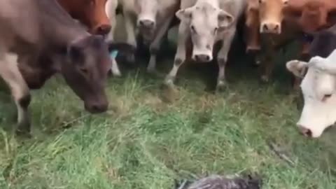 What Was That? Why Cows Scared?