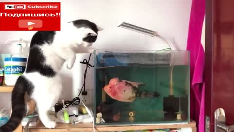 Fish-lion!!The fish attacks the cat !! The cat is disoriented, has no idea what to do !!