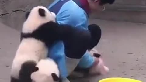 Like clean panda