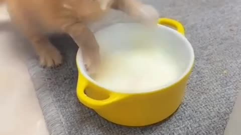 The little cat 🐱 sawiming in milk.