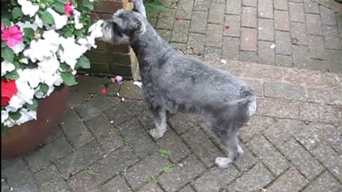 12 signs that show your miniature schnauzer loves you