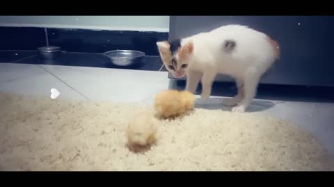 A kitten wondering how small a chic can be