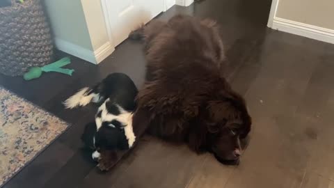 Adorable pups “hold paws” while napping together