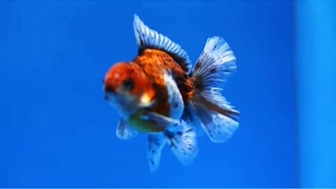 ROUND BODY HEART TAIL ORANDA