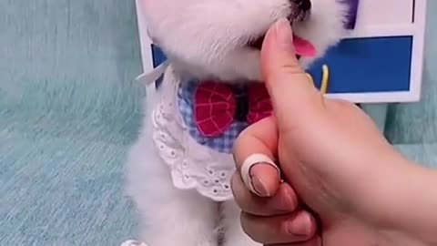 cute little dog counting money
