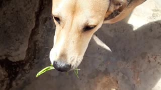 Healthy Dog