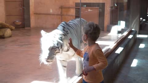 Little boy watch white tiger in the zoo