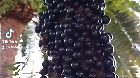 Native fruit of Brazil Jaboticaba